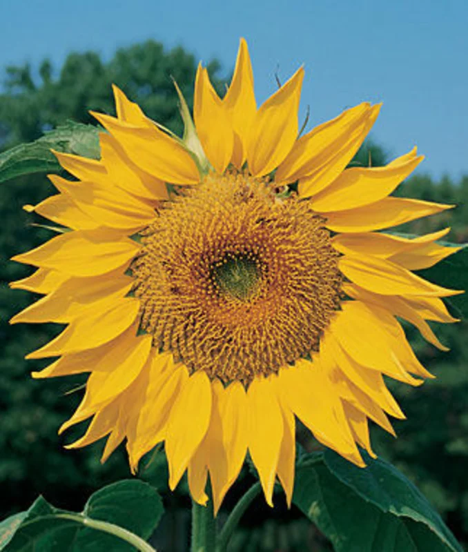Burpee Seeds - Organic - Sunflower Seeds