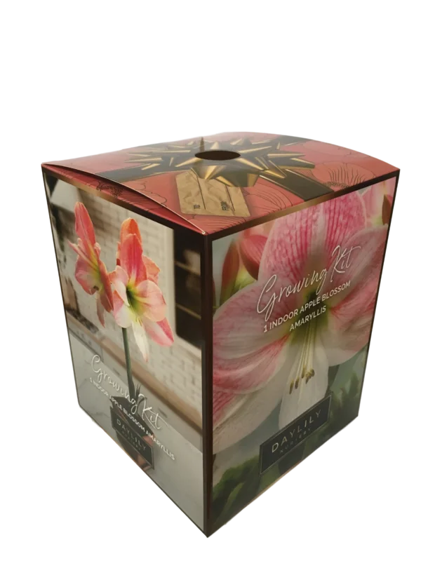 Daylily Nursery Apple Blossom Amaryllis Bulb in an Elegant Box, With a Plastic Planting Pot, and a Professional Growing Medium