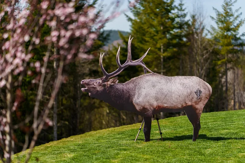 Deadnuts 2D BULL ELK BROADSIDE TARGET