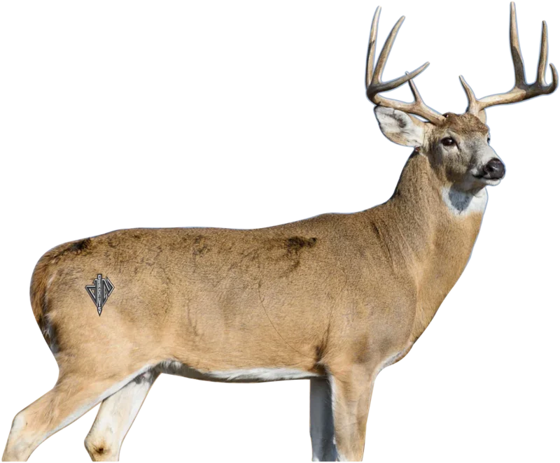 Deadnuts 2D WHITETAIL DEER BROADSIDE TARGET