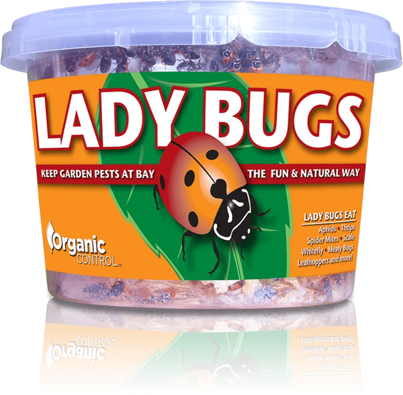 Organic Control Ladybugs