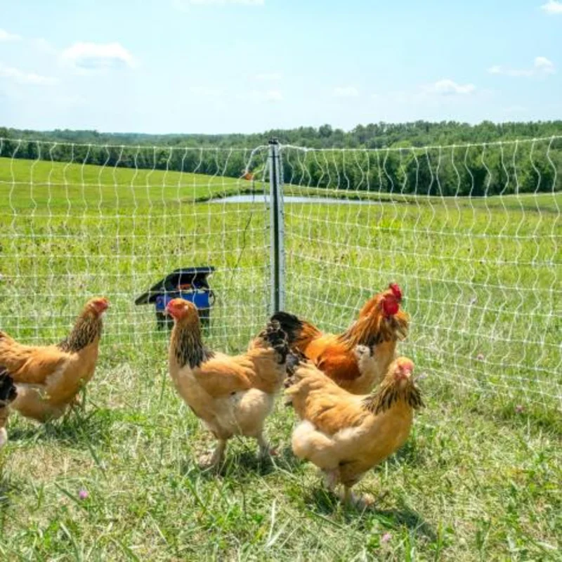 Poultry Netting