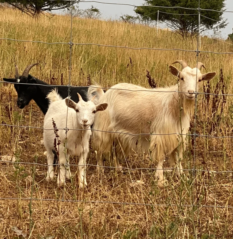 Powerflex Livestock Guardian Fence  Hi-Tensile Woven Wire 7-35-18, '330