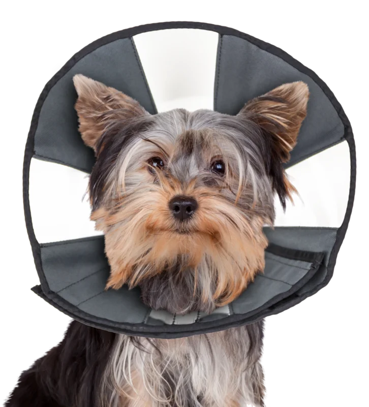 Zen Cone